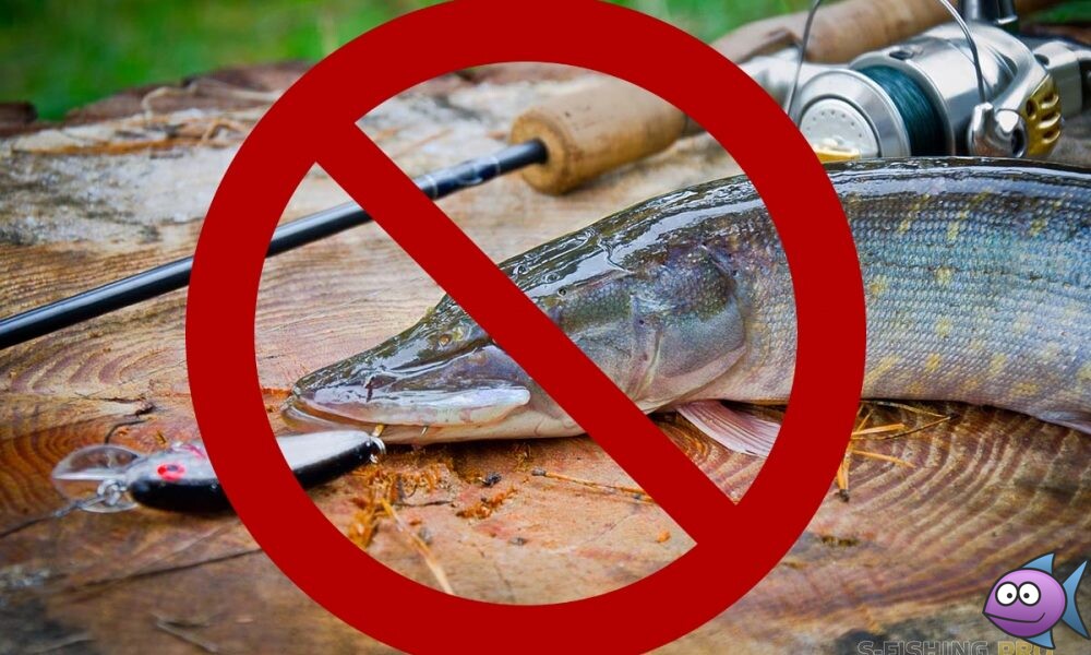 ВНИМАНИЕ ЗАПРЕТ! 20 марта по 25 апреля – запрещен вылов (добыча) щуки на территории Липецкой области.