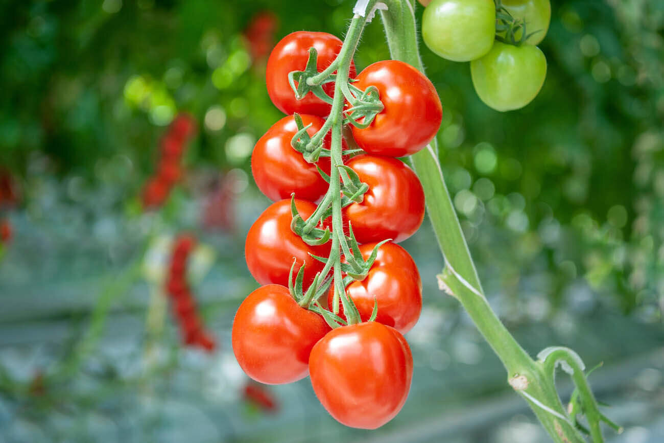 Томаты из Липецкой области признаны лучшими продуктами 2023 года